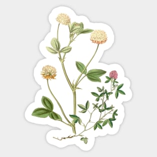 Clover Wildflowers Illustration Sticker